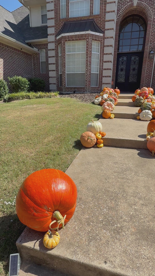 Touch of Pumpkin
